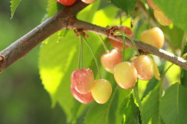 tatlı vişne pembesi ve sarı olgunlaşmamış dalların üzerinde yeşil yapraklarla güneşli bir günde