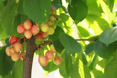 tatlı vişne pembesi ve sarı olgunlaşmamış dalların üzerinde yeşil yapraklarla güneşli bir günde