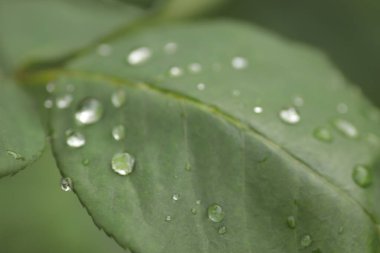 Yağmurda güneşli bir günde yeşil bitki, çimenlerin ve çiçeklerin yakınındaki ıslak yapraklar, taze yapraklar, sulama bitkileri.
