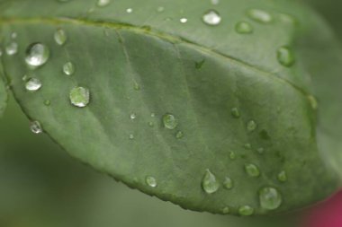 Yağmurda güneşli bir günde yeşil bitki, çimenlerin ve çiçeklerin yakınındaki ıslak yapraklar, taze yapraklar, sulama bitkileri.