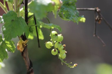 Bir demet yeşil böğürtlen, yeşil yapraklar