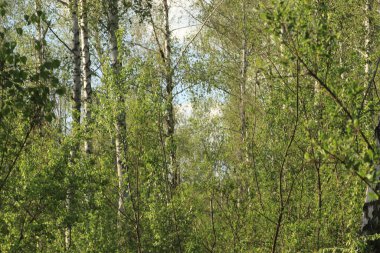 huş ağaçları huş ağaçlarının etrafındaki yeşil çalılar, bir yaz günü bir korulukta huş ağaçları