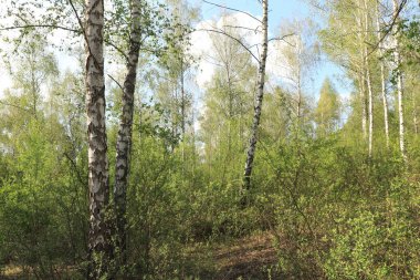 huş ağaçları huş ağaçlarının etrafındaki yeşil çalılar, bir yaz günü bir korulukta huş ağaçları