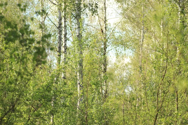 Birkenwald Grüne Büsche Birken Birken Einem Sommertag Einem Wäldchen — Stockfoto