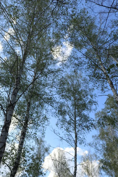 Birkenwald Grüne Büsche Birken Birken Einem Sommertag Einem Wäldchen — Stockfoto