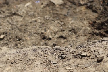 Güneşli bir günde, bataklığın yanında kuru bir arazi.