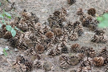 Ormandaki büyük kuru koniler patikada, yaz yürüyüşü ormanda koni ile