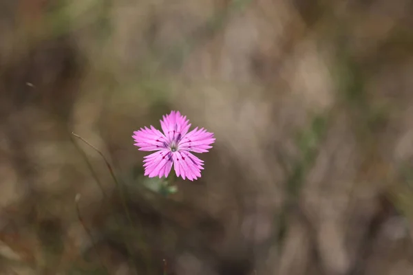 Wilde Lila Blumen Auf Dem Feld Trockenes Gras Einem Sonnigen — Stockfoto