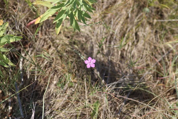 Flores Roxas Selvagens Campo Grama Seca Redor Dia Ensolarado — Fotografia de Stock