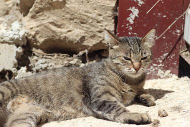 Çizgili evcil kedi demir kapının orada, güneşin altında oynuyor.