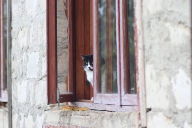 Siyah beyaz tüylü bir kedi pencerenin önünde duruyor, kedi güneşli bir günde pencereden dışarı çıkıyor.