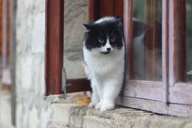 Siyah beyaz tüylü bir kedi pencerenin önünde duruyor, kedi güneşli bir günde pencereden dışarı çıkıyor.