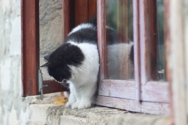 Siyah beyaz tüylü bir kedi pencerenin önünde duruyor, kedi güneşli bir günde pencereden dışarı çıkıyor.