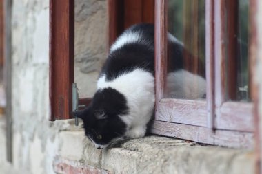 Siyah beyaz tüylü bir kedi pencerenin önünde duruyor, kedi güneşli bir günde pencereden dışarı çıkıyor.