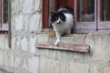 Siyah beyaz tüylü bir kedi pencerenin önünde duruyor, kedi güneşli bir günde pencereden dışarı çıkıyor.