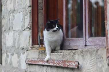 Siyah beyaz tüylü bir kedi pencerenin önünde duruyor, kedi güneşli bir günde pencereden dışarı çıkıyor.