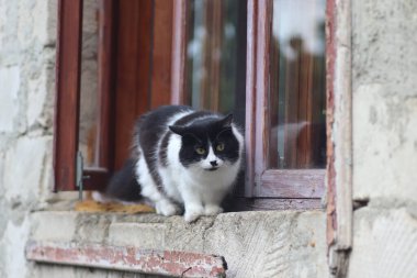 Siyah beyaz tüylü bir kedi pencerenin önünde duruyor, kedi güneşli bir günde pencereden dışarı çıkıyor.