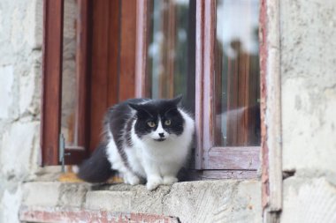 Siyah beyaz tüylü bir kedi pencerenin önünde duruyor, kedi güneşli bir günde pencereden dışarı çıkıyor.
