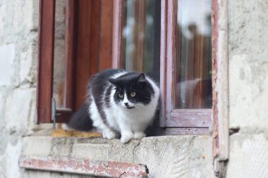 Siyah beyaz tüylü bir kedi pencerenin önünde duruyor, kedi güneşli bir günde pencereden dışarı çıkıyor.
