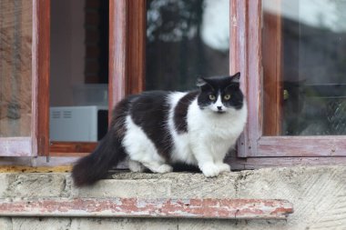 Siyah beyaz tüylü bir kedi pencerenin önünde duruyor, kedi güneşli bir günde pencereden dışarı çıkıyor.