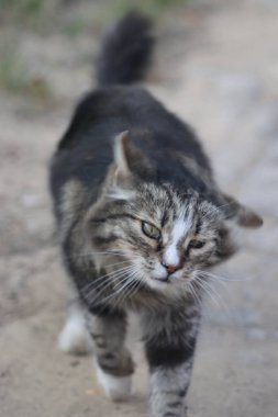 Tekir kedi tozdan kurtulur ve hızla başını çevirir.