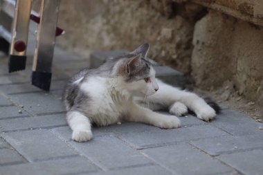 Aydınlık bir yaz gününde, küçük gri beyaz tüylü bir kedi sokakta fayansların üzerinde yatar.