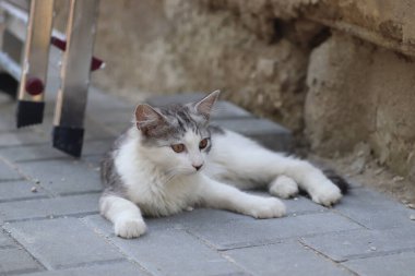 Aydınlık bir yaz gününde, küçük gri beyaz tüylü bir kedi sokakta fayansların üzerinde yatar.