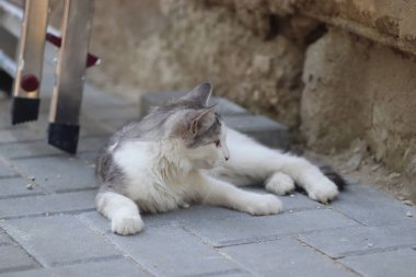 Aydınlık bir yaz gününde, küçük gri beyaz tüylü bir kedi sokakta fayansların üzerinde yatar.