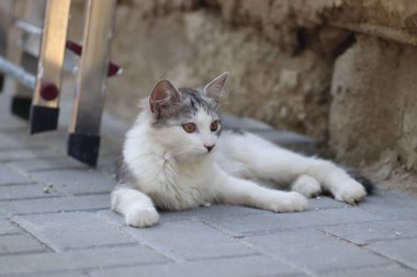 Aydınlık bir yaz gününde, küçük gri beyaz tüylü bir kedi sokakta fayansların üzerinde yatar.