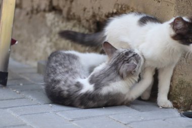 Aydınlık bir yaz gününde, küçük gri beyaz tüylü bir kedi sokakta fayansların üzerinde yatar.