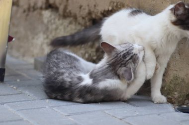Aydınlık bir yaz gününde, küçük gri beyaz tüylü bir kedi sokakta fayansların üzerinde yatar.