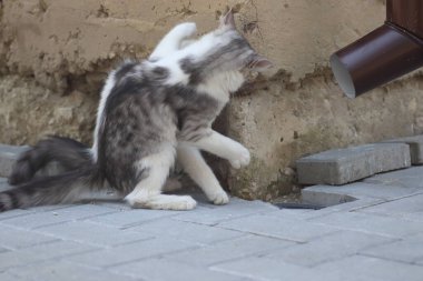 Aydınlık bir yaz gününde, küçük gri beyaz tüylü bir kedi sokakta fayansların üzerinde yatar.