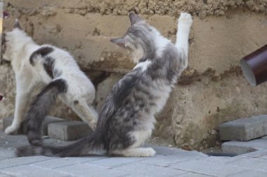 Aydınlık bir yaz gününde, küçük gri beyaz tüylü bir kedi sokakta fayansların üzerinde yatar.