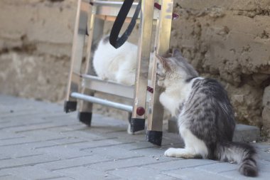Tüylü iki gri beyaz kedi güneşli bir günde demir merdivenlerin yanındaki evin duvarında oynuyorlar.