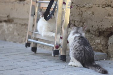 Tüylü iki gri beyaz kedi güneşli bir günde demir merdivenlerin yanındaki evin duvarında oynuyorlar.