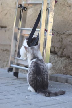 Tüylü iki gri beyaz kedi güneşli bir günde demir merdivenlerin yanındaki evin duvarında oynuyorlar.