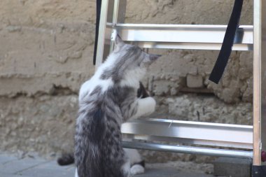 Tüylü iki gri beyaz kedi güneşli bir günde demir merdivenlerin yanındaki evin duvarında oynuyorlar.