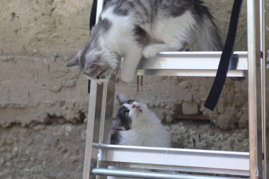 Tüylü iki gri beyaz kedi güneşli bir günde demir merdivenlerin yanındaki evin duvarında oynuyorlar.