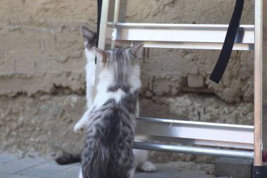 Tüylü iki gri beyaz kedi güneşli bir günde demir merdivenlerin yanındaki evin duvarında oynuyorlar.