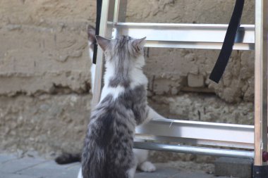 Tüylü iki gri beyaz kedi güneşli bir günde demir merdivenlerin yanındaki evin duvarında oynuyorlar.