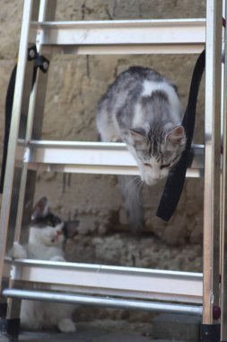 Tüylü iki gri beyaz kedi güneşli bir günde demir merdivenlerin yanındaki evin duvarında oynuyorlar.