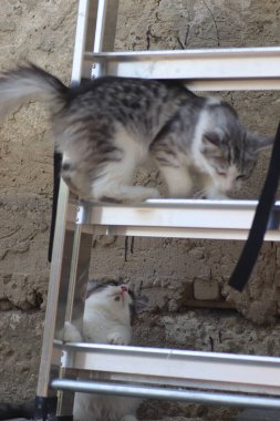 Tüylü iki gri beyaz kedi güneşli bir günde demir merdivenlerin yanındaki evin duvarında oynuyorlar.