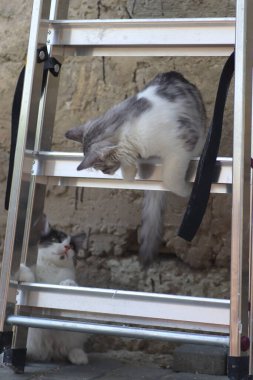 Tüylü iki gri beyaz kedi güneşli bir günde demir merdivenlerin yanındaki evin duvarında oynuyorlar.