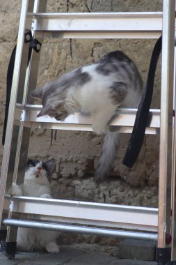 Tüylü iki gri beyaz kedi güneşli bir günde demir merdivenlerin yanındaki evin duvarında oynuyorlar.