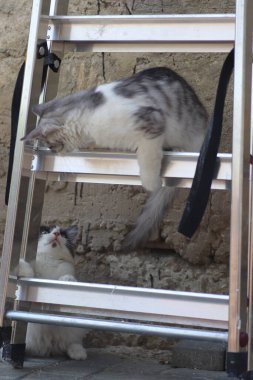 Tüylü iki gri beyaz kedi güneşli bir günde demir merdivenlerin yanındaki evin duvarında oynuyorlar.