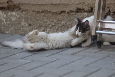 Tüylü iki gri beyaz kedi güneşli bir günde demir merdivenlerin yanındaki evin duvarında oynuyorlar.