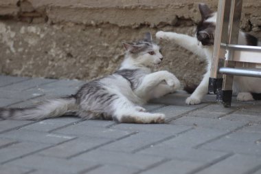 Tüylü iki gri beyaz kedi güneşli bir günde demir merdivenlerin yanındaki evin duvarında oynuyorlar.