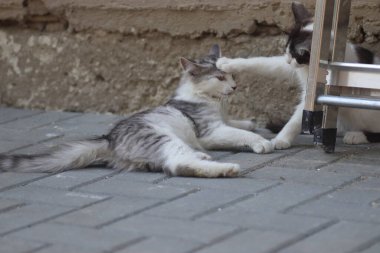 Tüylü iki gri beyaz kedi güneşli bir günde demir merdivenlerin yanındaki evin duvarında oynuyorlar.