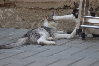 Tüylü iki gri beyaz kedi güneşli bir günde demir merdivenlerin yanındaki evin duvarında oynuyorlar.