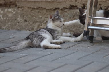 Tüylü iki gri beyaz kedi güneşli bir günde demir merdivenlerin yanındaki evin duvarında oynuyorlar.